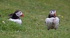 Puffins, doggies and other critters